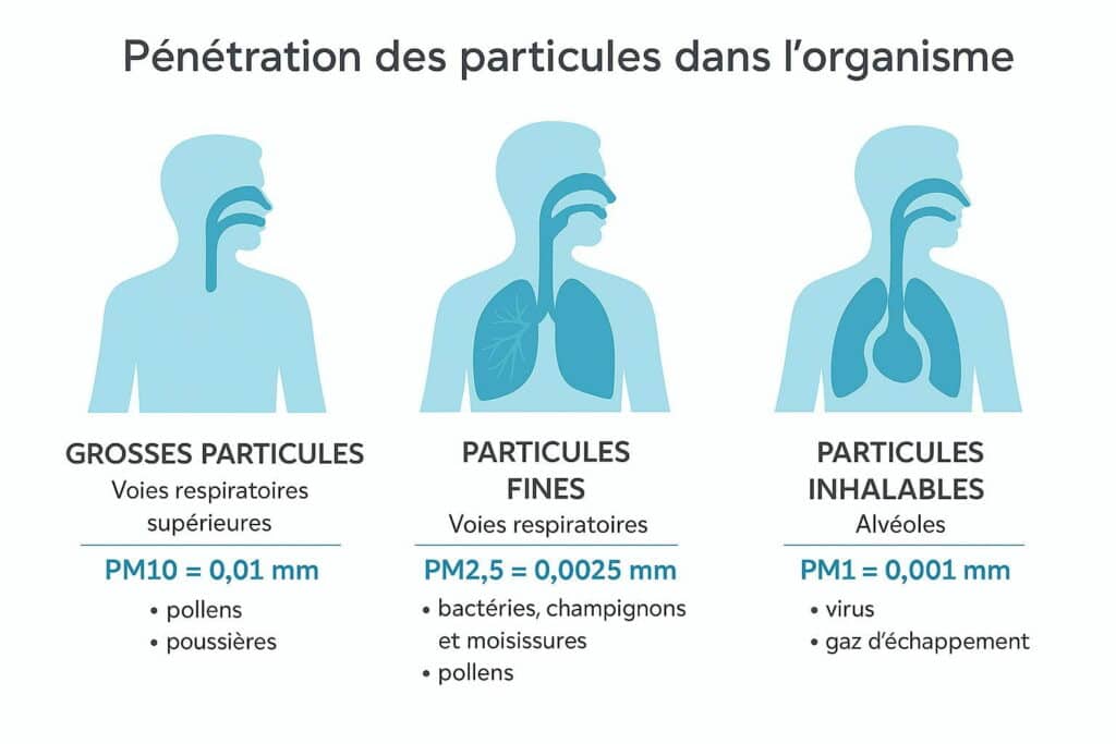 Schema de pénétration des particules fines et ultrafines dans l'organisme